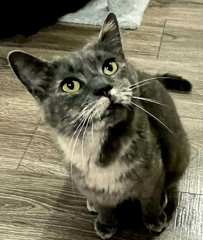 Grey's Angel Girl thumbnail 2