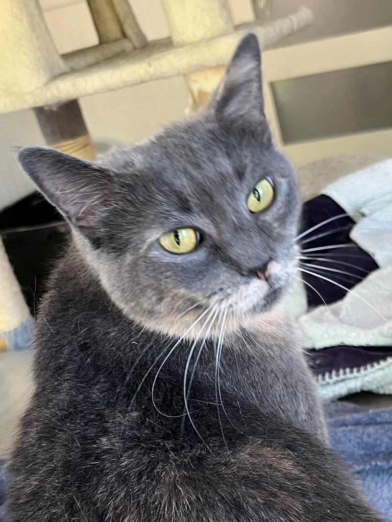 Grey's Angel Girl thumbnail 3