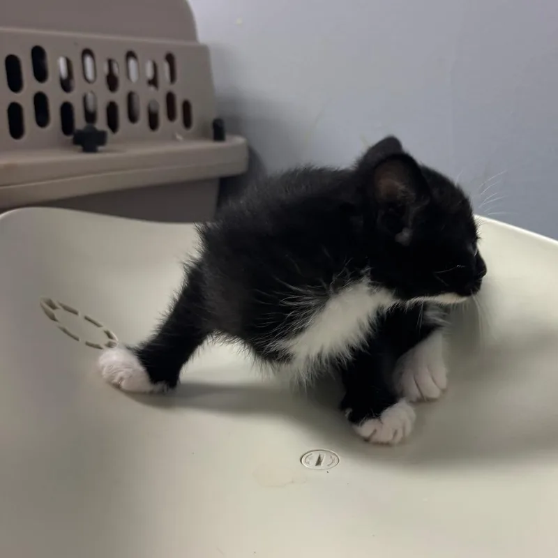 A baby small-sized male Black Domestic Short Hair cat named Jazz for adoption in Columbus, GA