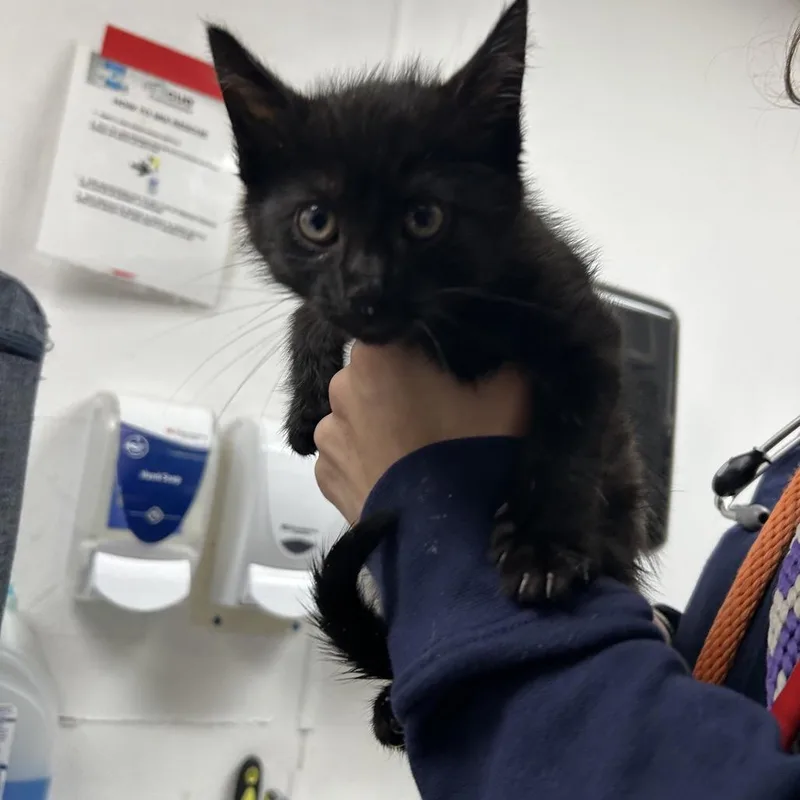 A young small-sized male Black Domestic Short Hair cat named Mello for adoption in Newark, NJ