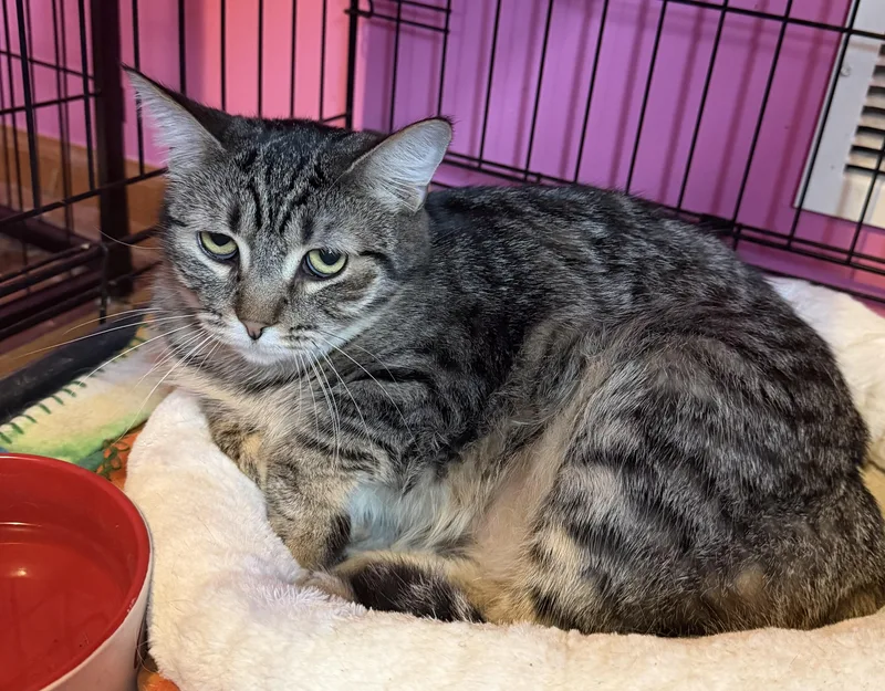An adult large-sized female Domestic Short Hair cat named Tabitha for adoption in Lemont, IL