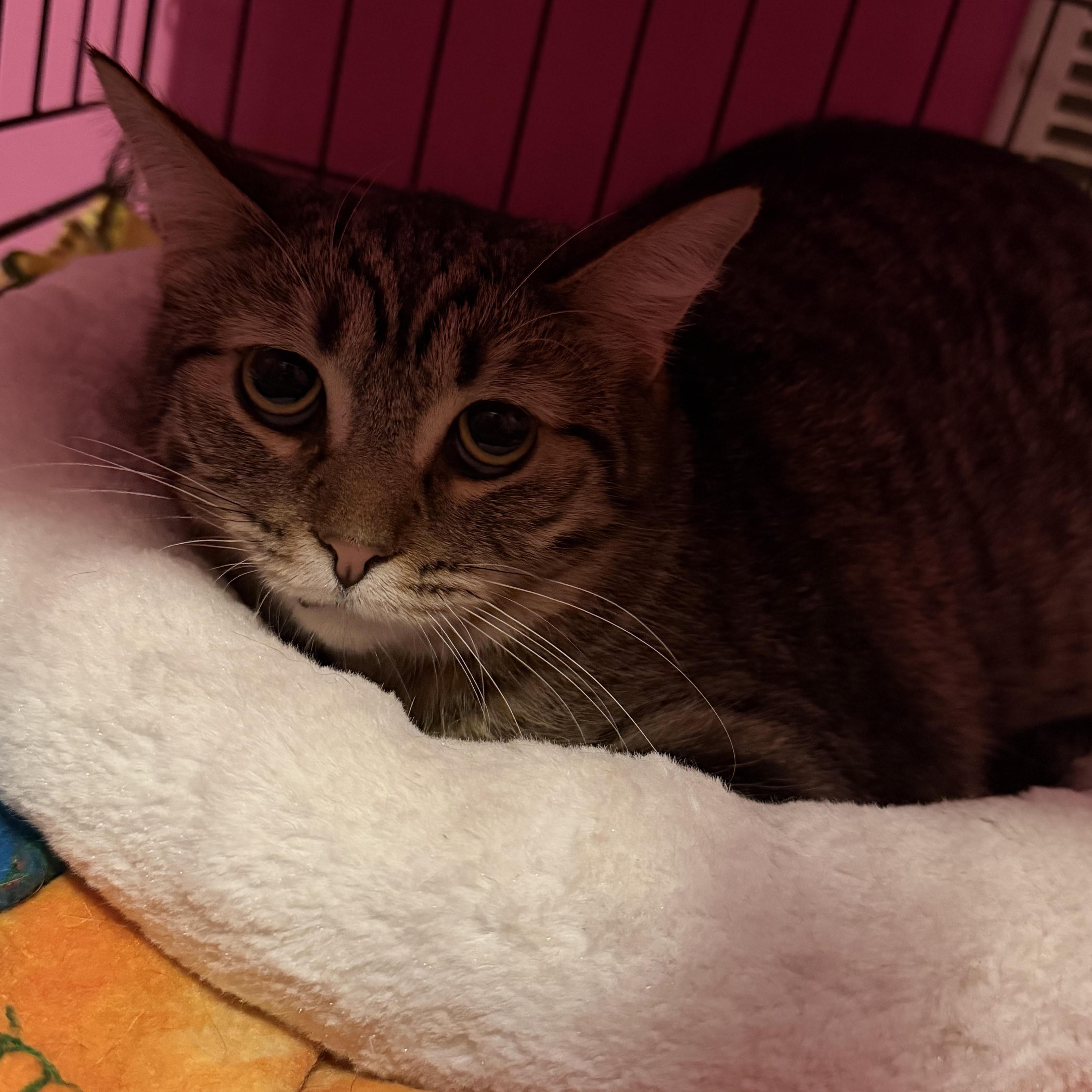 Tabitha thumbnail 3