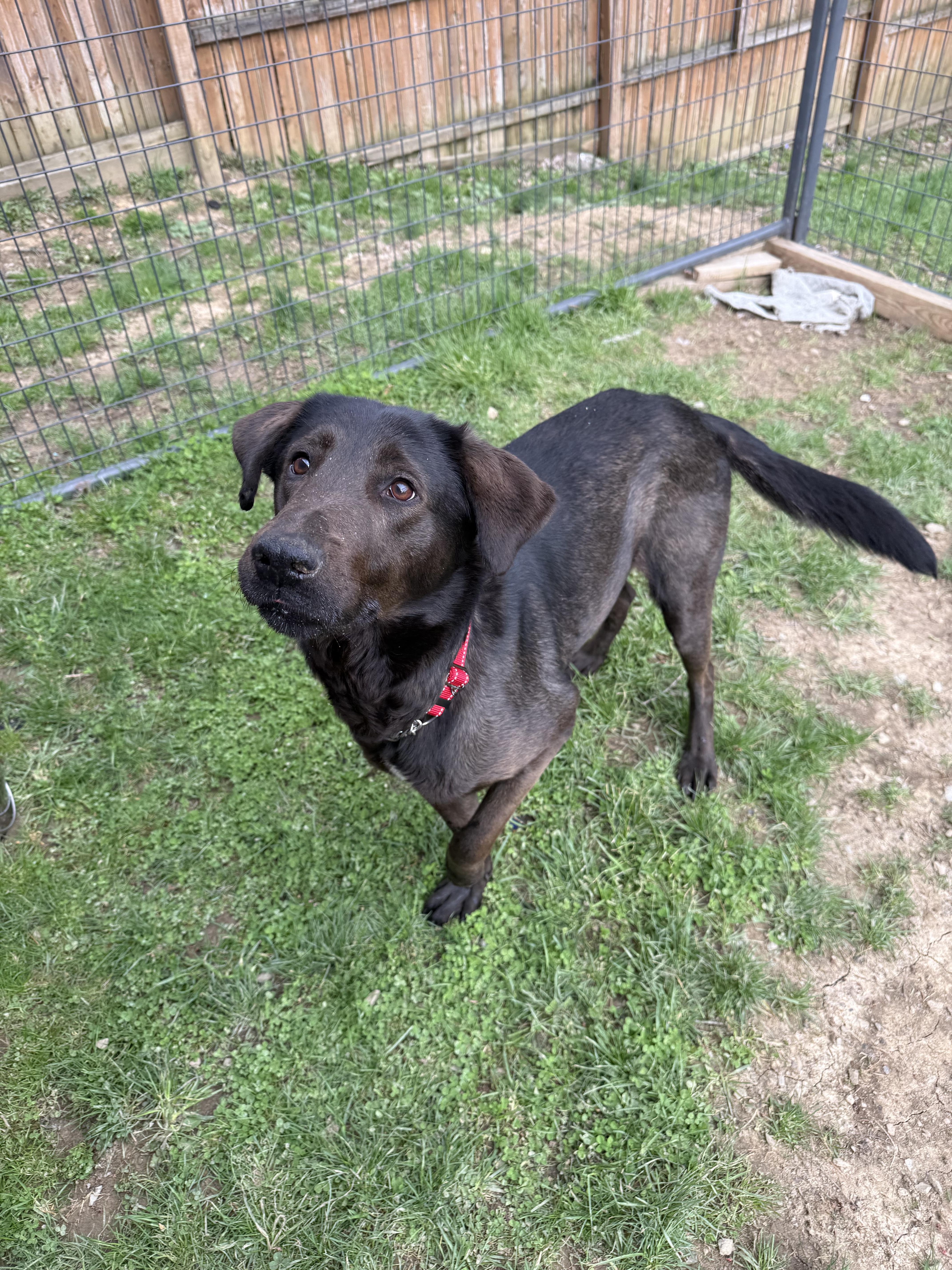 An adult large-sized male Labrador Retriever dog named Hopper for adoption in Stahlstown, PA