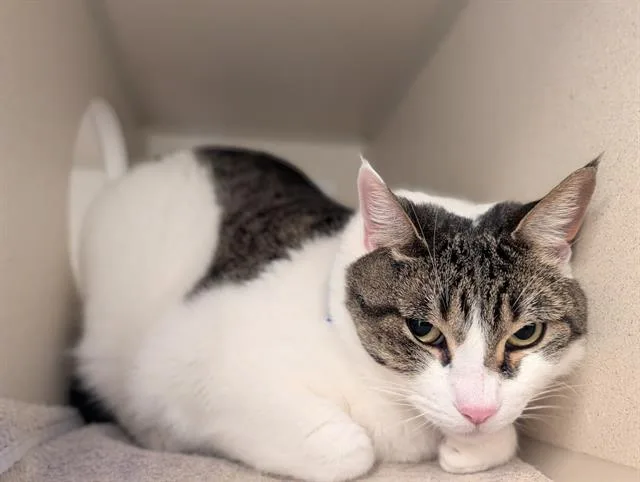 An adult small-sized female Domestic Short Hair cat named Missy Washington for adoption in Denver, CO