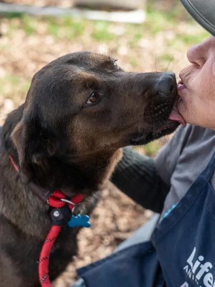 An adult large-sized male Mixed Breed dog named Meep for adoption in Chamblee, GA