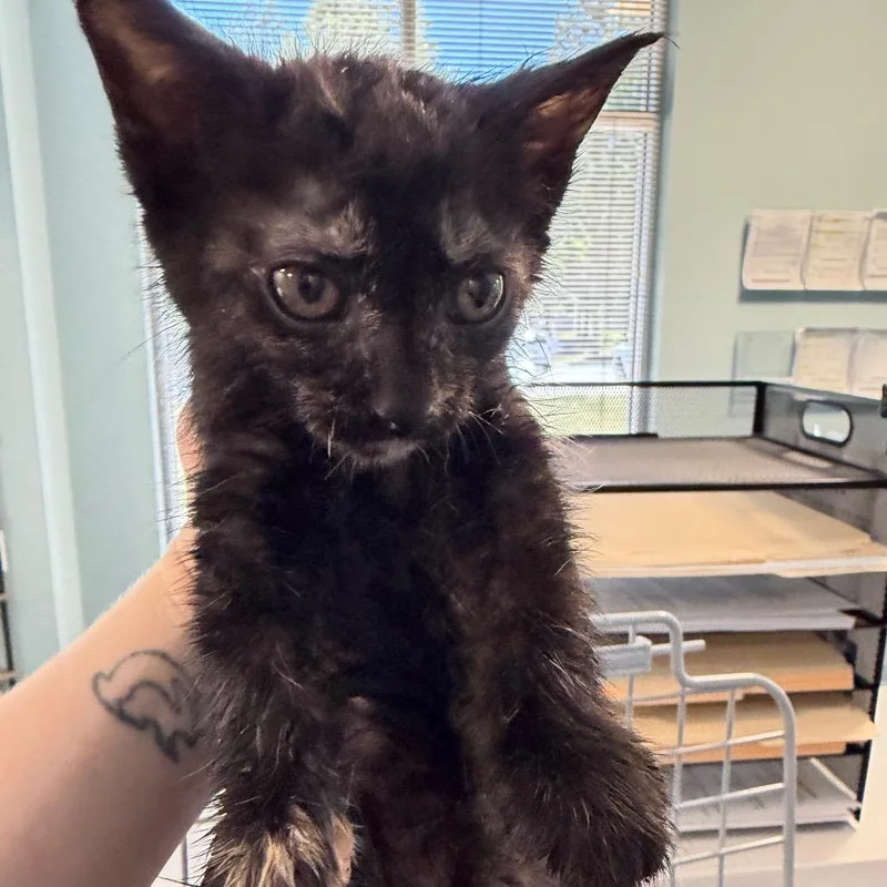 A baby small-sized female Tortoiseshell Domestic Short Hair cat named Coconut Cove for adoption in Greensboro, NC