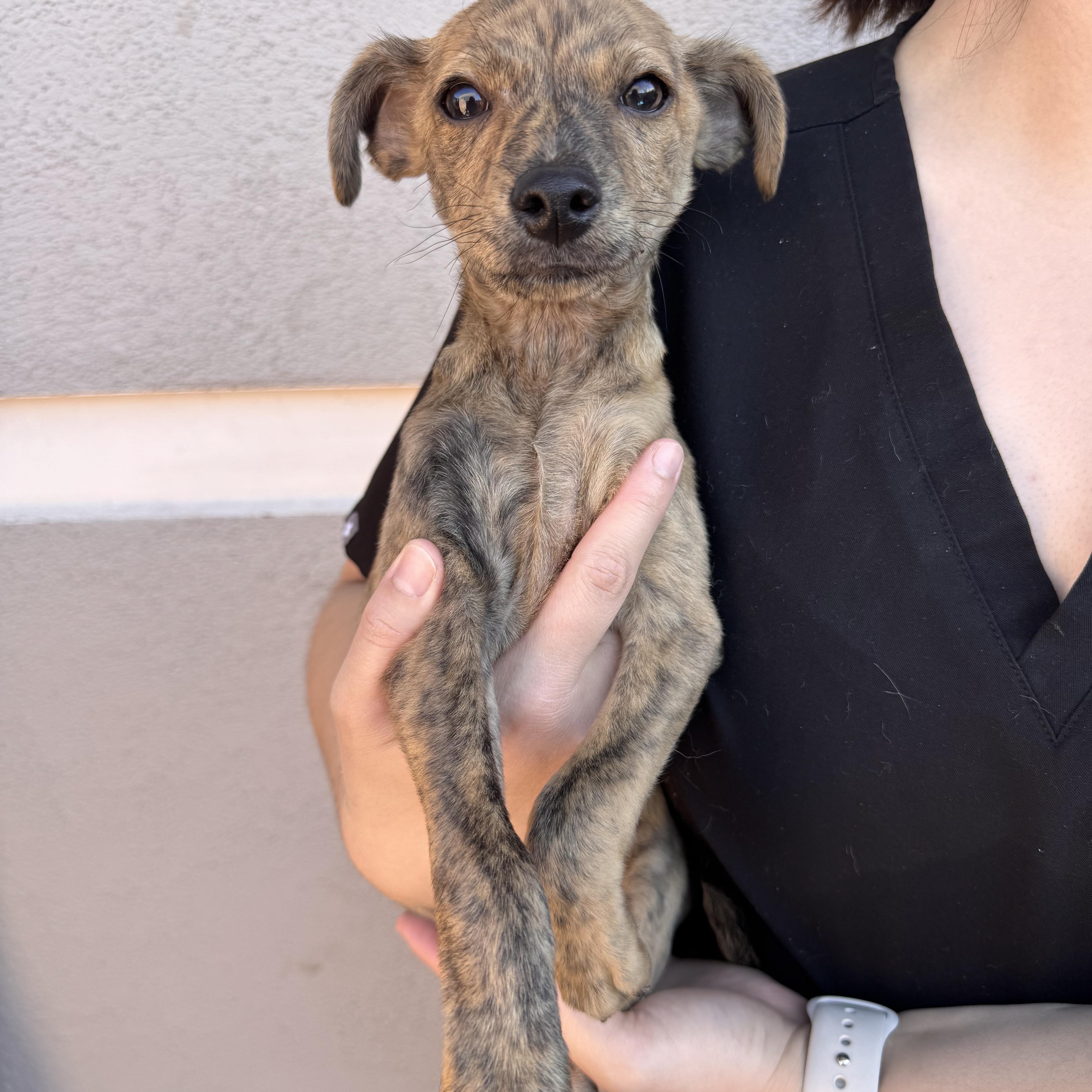 A young medium-sized male Mixed Breed dog named Cheese Fries for adoption in Henderson, NV