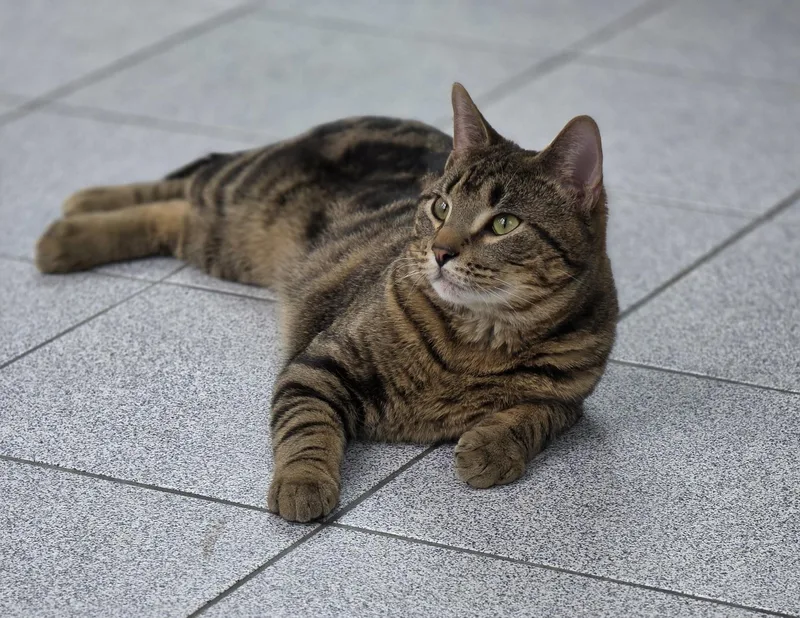 A young medium-sized male Tabby (Brown / Chocolate) Tabby cat named Spaz & Hank for adoption in Dayville, CT