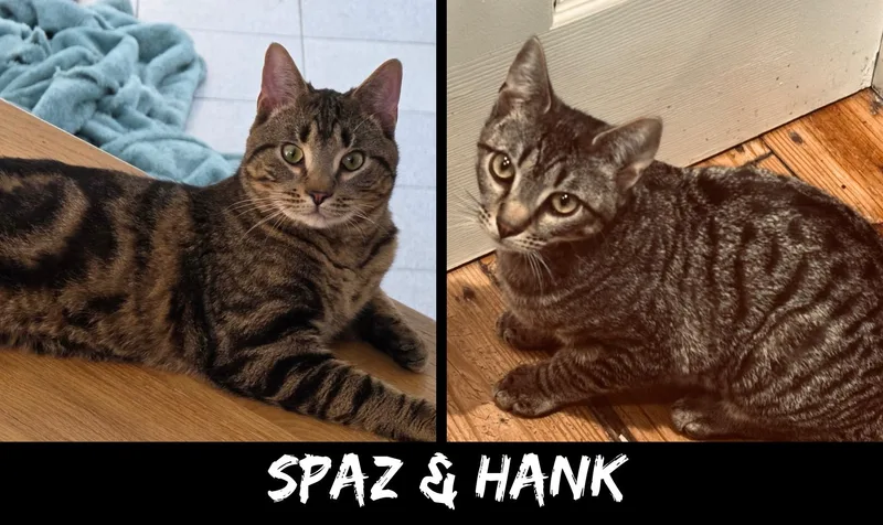 Spaz & Hank thumbnail 5