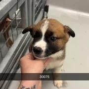 Apollo