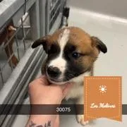 Apollo thumbnail 5