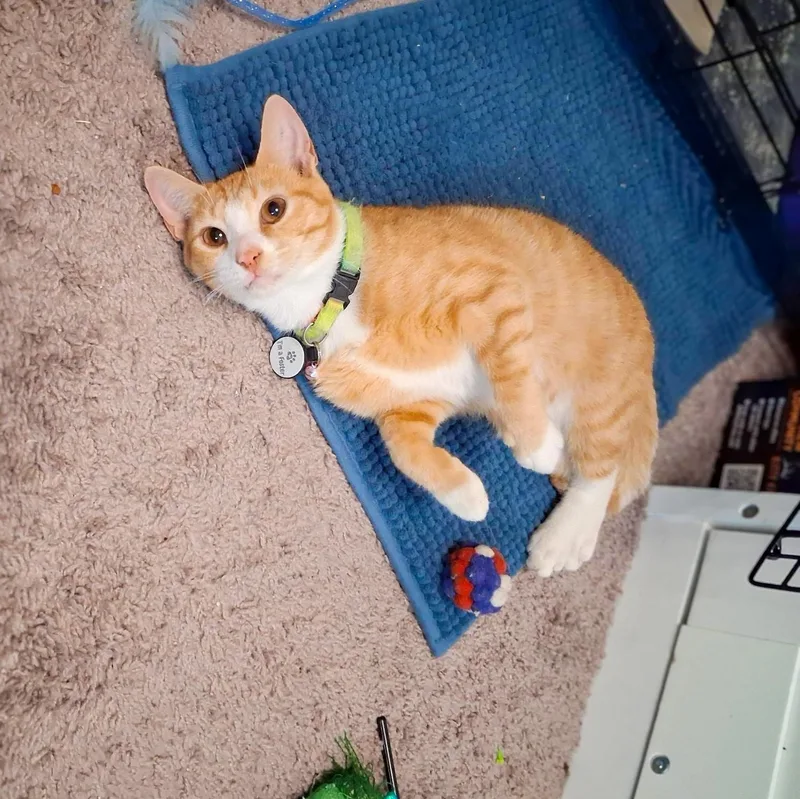 Crouton Cruncher Chet thumbnail 6