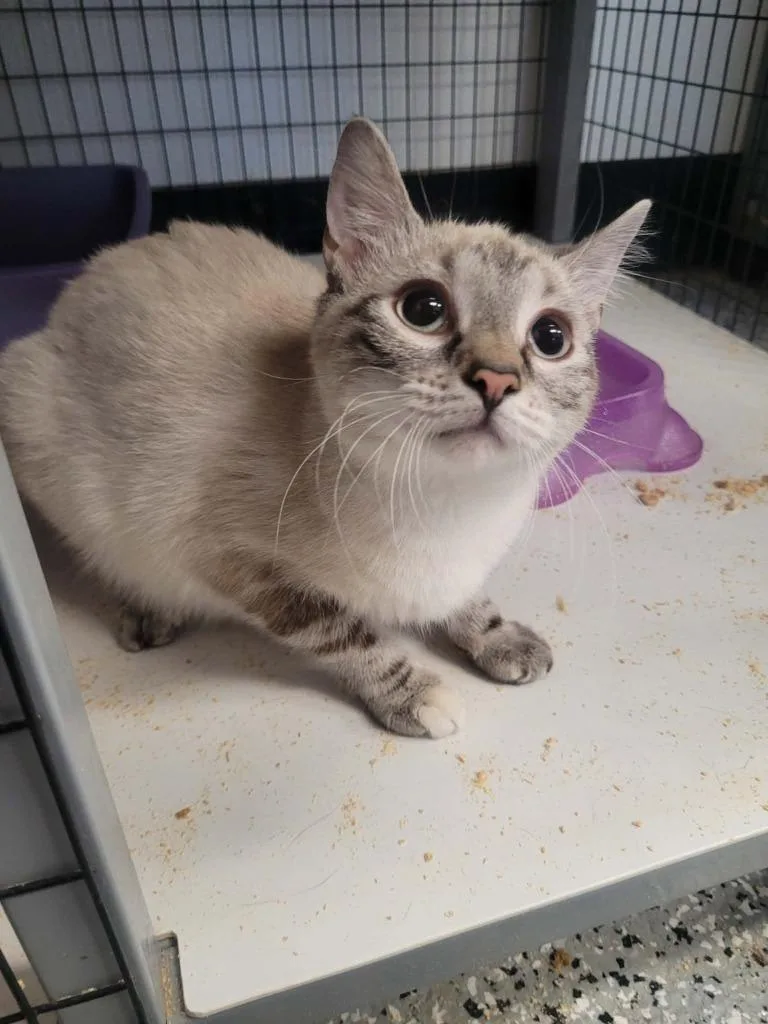 A baby medium-sized female Siamese cat named Jill for adoption in Republic, MO