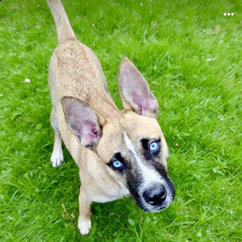 A young medium-sized male Black Husky dog named Poochie for adoption in Houston, TX