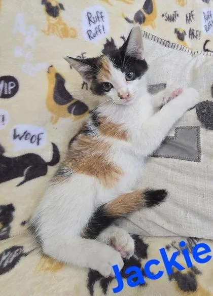 A young medium-sized female Black & White / Tuxedo Domestic Short Hair cat named Jackie for adoption in Sullivan, IN