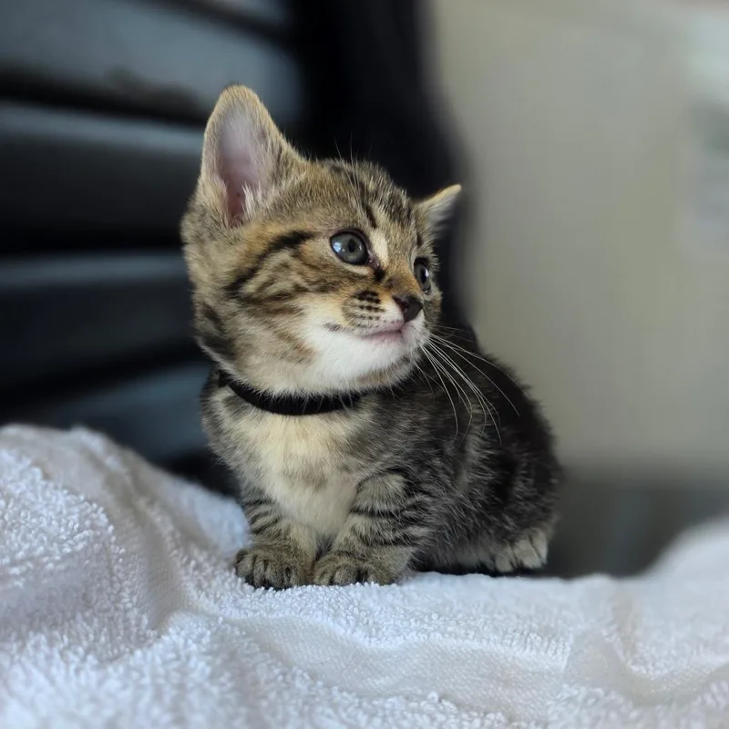 Rocky Raccoon thumbnail 2