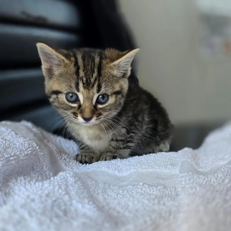 Rocky Raccoon thumbnail 4