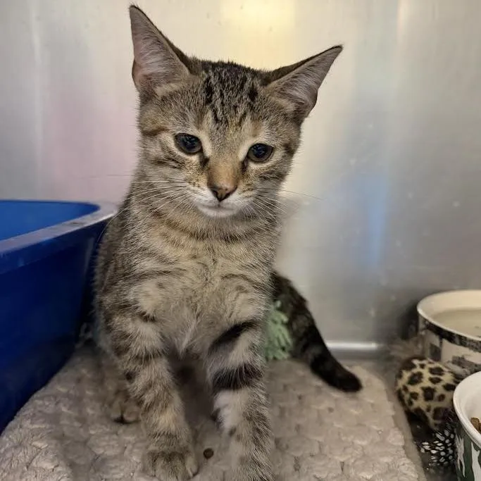 A baby small-sized female Torbie Domestic Short Hair cat named Shell for adoption in Camden, DE