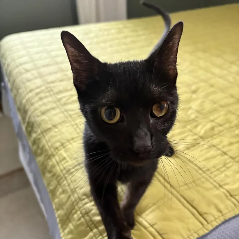 An adult medium-sized female Black Domestic Short Hair cat named Ma for adoption in South Elgin, IL