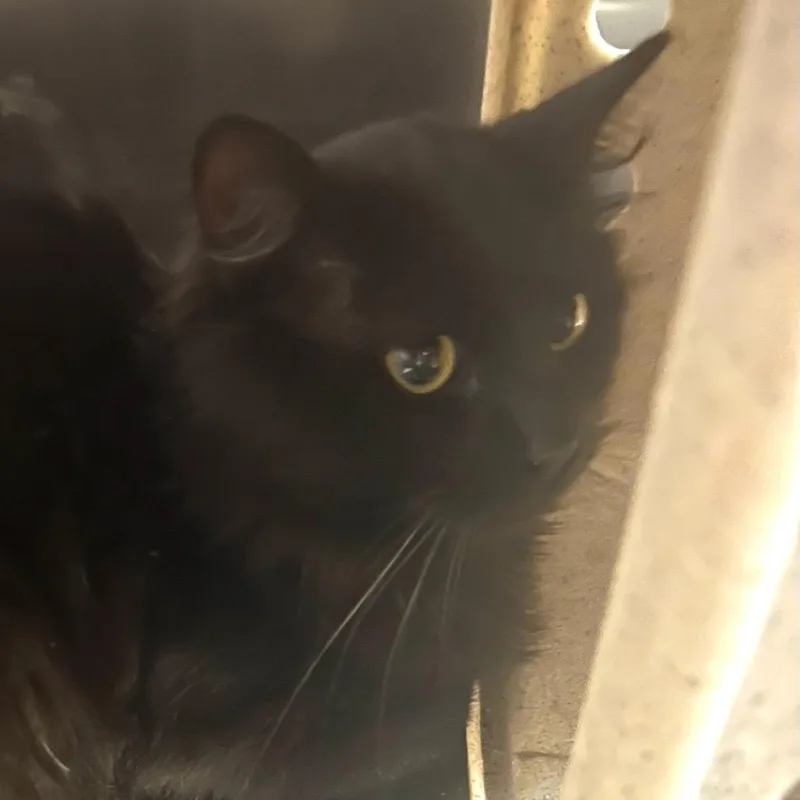 An adult large-sized male Black Domestic Medium Hair cat named Working Cat Nectar for adoption in Tacoma, WA
