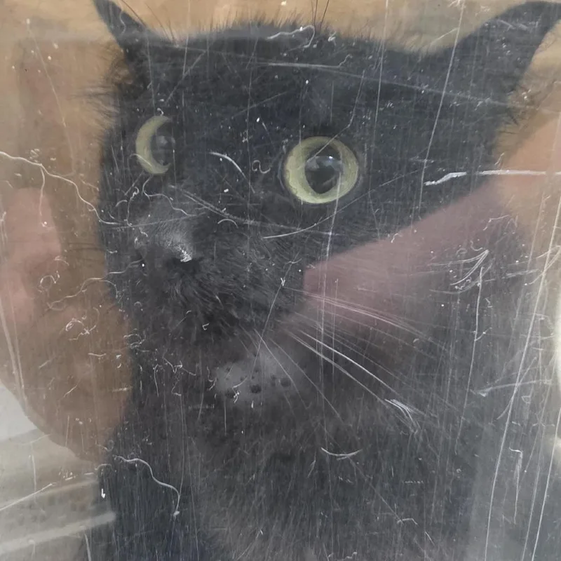 Working Cat Nectar thumbnail 2