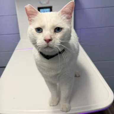 An adult large-sized male Domestic Short Hair cat named Spirit for adoption in Redwood City, CA