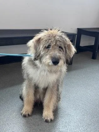 An adult medium-sized female Mixed Breed dog named Isabella for adoption in West Chester, PA