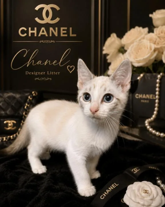 A baby small-sized female Cream / Ivory Ragdoll cat named Chanel  Designer litter for adoption in Anthem, AZ