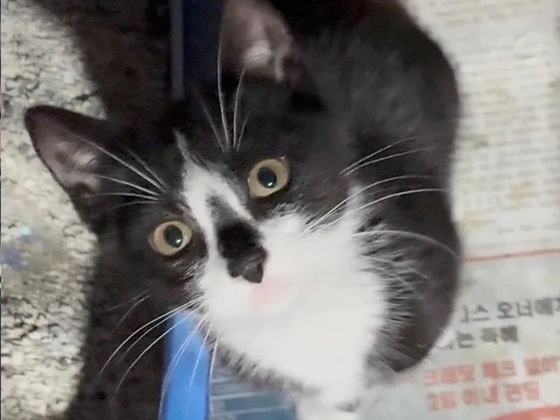 A baby medium-sized female Black & White / Tuxedo Domestic Short Hair cat named Swiftie for adoption in Great Neck, NY