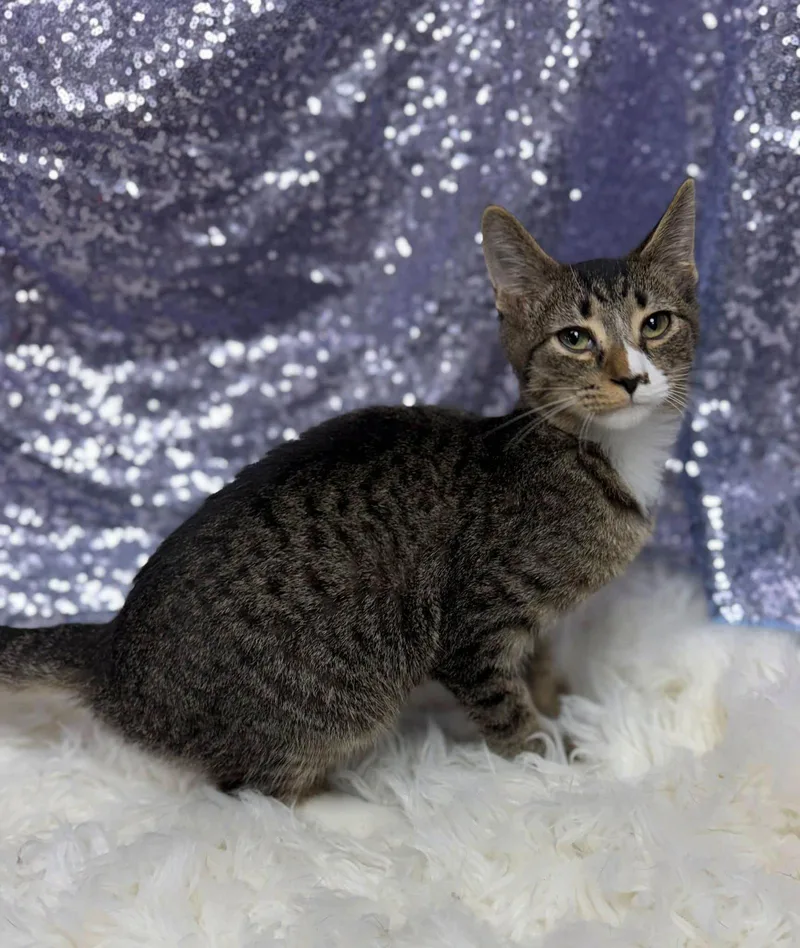 A young medium-sized male Domestic Short Hair cat named Kodi for adoption in Clarkesville, GA