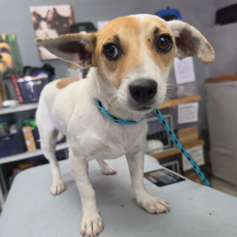 A young small-sized female Jack Russell Terrier dog named Cassie Mckay City for adoption in Chino Hills, CA