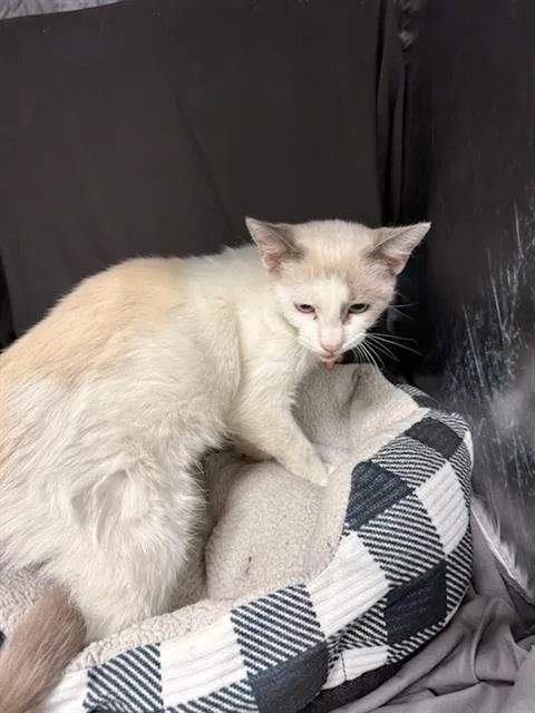 Finn