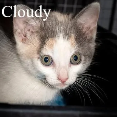 A baby medium-sized female Calico Domestic Short Hair cat named Cloudy for adoption in Queen Creek, AZ