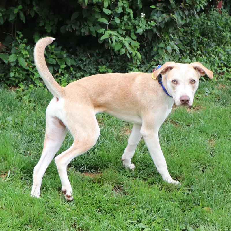A young medium-sized male Mixed Breed dog named Dexter for adoption in Port Washington, NY