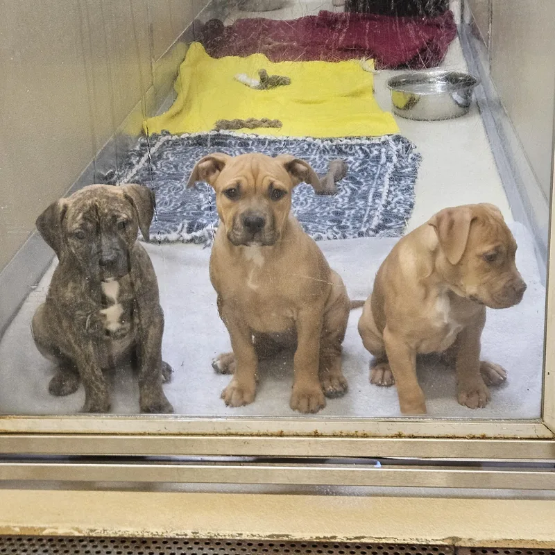 A baby medium-sized female Yellow / Tan / Blond / Fawn Pit Bull Terrier dog named Croissant for adoption in Phoenixville, PA