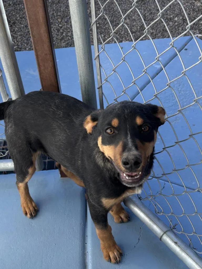 A baby small-sized male Shepherd dog named Gator for adoption in Moriarty, NM