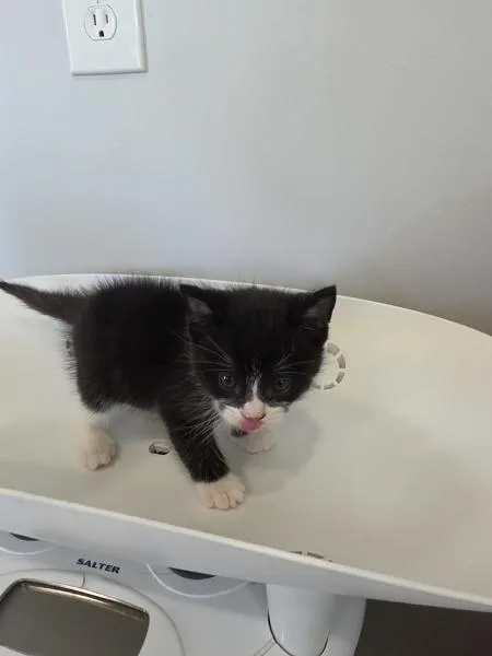 A baby small-sized female Domestic Medium Hair cat named Cajun for adoption in Cleveland, TN