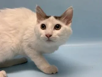 A baby small-sized male Domestic Short Hair cat named Bart for adoption in Coon Rapids, MN