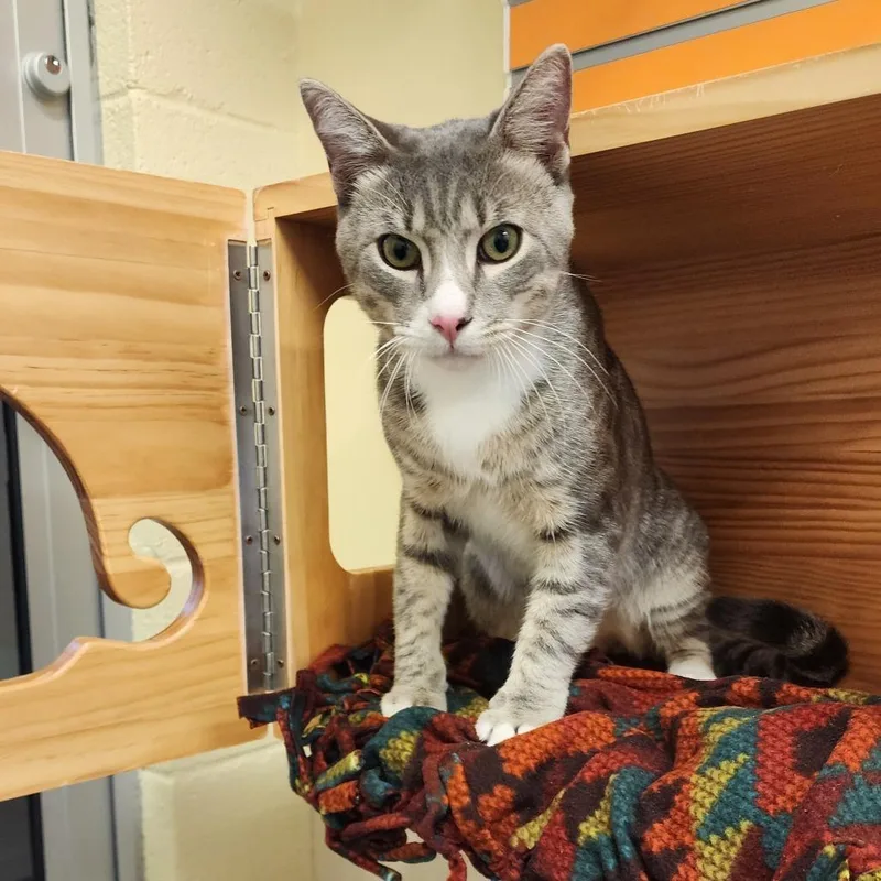 A young large-sized male Gray / Blue / Silver Domestic Short Hair cat named Echo for adoption in Naples, FL