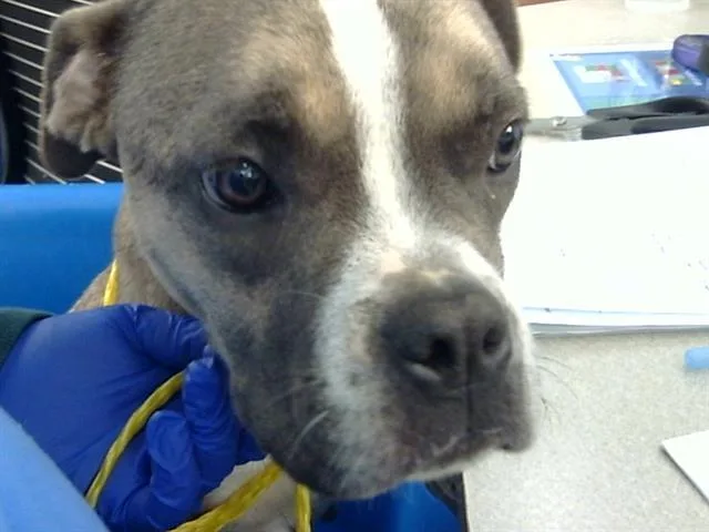An adult medium-sized female Mixed Breed dog named Dox for adoption in Dallas, TX