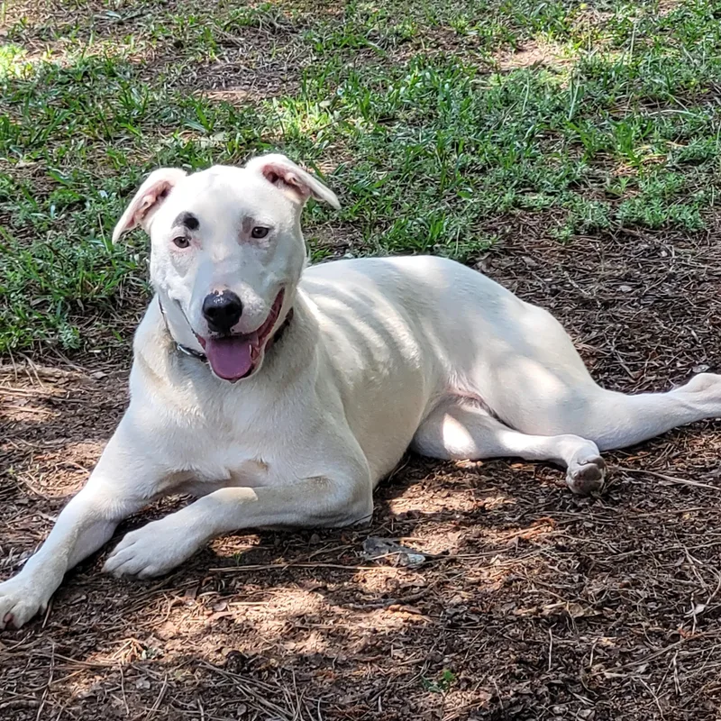 A young medium-sized female White / Cream Labrador Retriever dog named Snow for adoption in Milner, GA