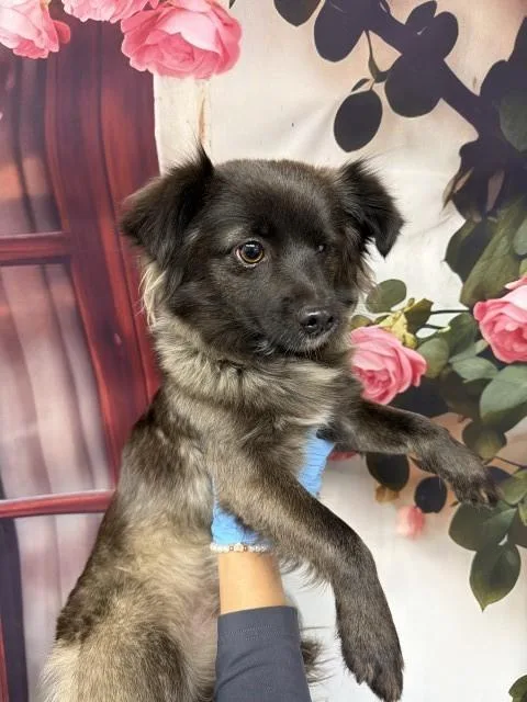 A young small-sized female Chihuahua dog named Babs for adoption in San Bernardino, CA