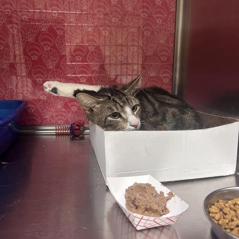 A young medium-sized male Tabby (Brown / Chocolate) Domestic Short Hair cat named Miko for adoption in Worcester, MA