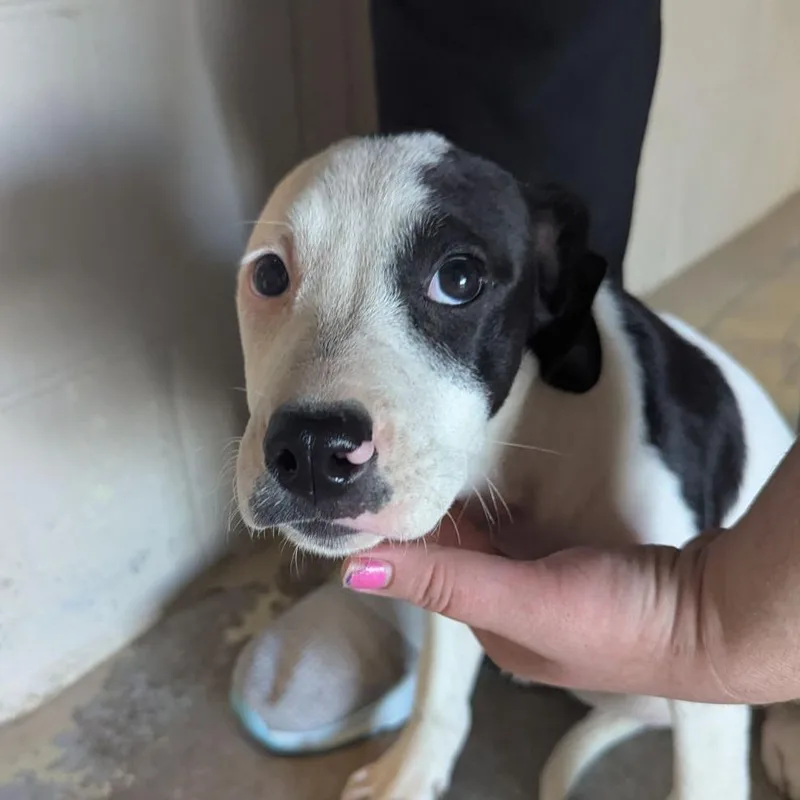 A baby medium-sized female Black Catahoula Leopard Dog dog named Acadia for adoption in Ocala, FL