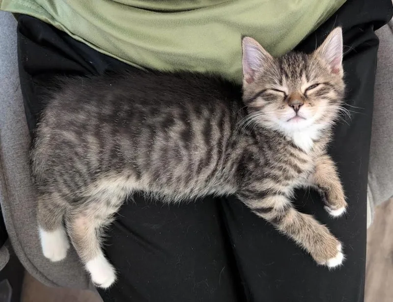 A baby medium-sized female Domestic Short Hair cat named Cartier for adoption in Stewartsville, NJ
