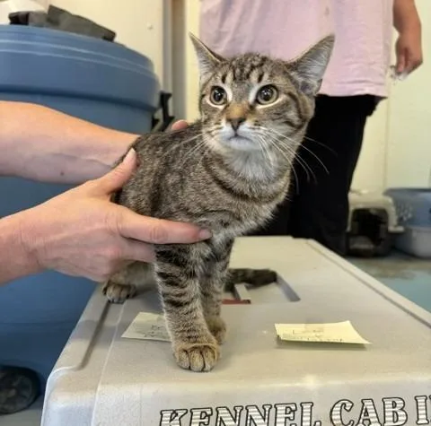 A baby large-sized male Domestic Short Hair cat named Ozzy for adoption in Ogdensburg, NY