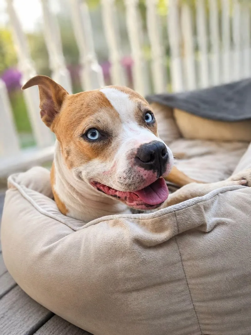 A baby medium-sized male Yellow / Tan / Blond / Fawn American Staffordshire Terrier dog named Apollo for adoption in North Haledon, NJ