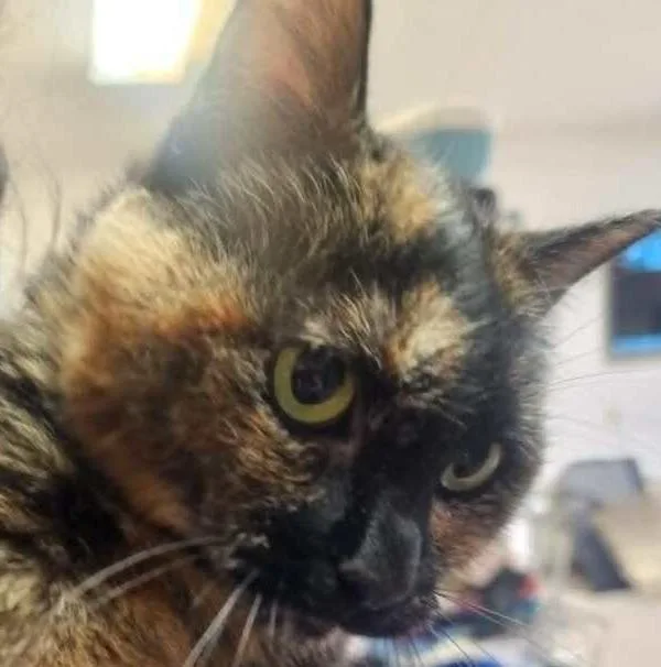 An adult medium-sized female Domestic Short Hair cat named Mish Mish for adoption in Anoka, MN