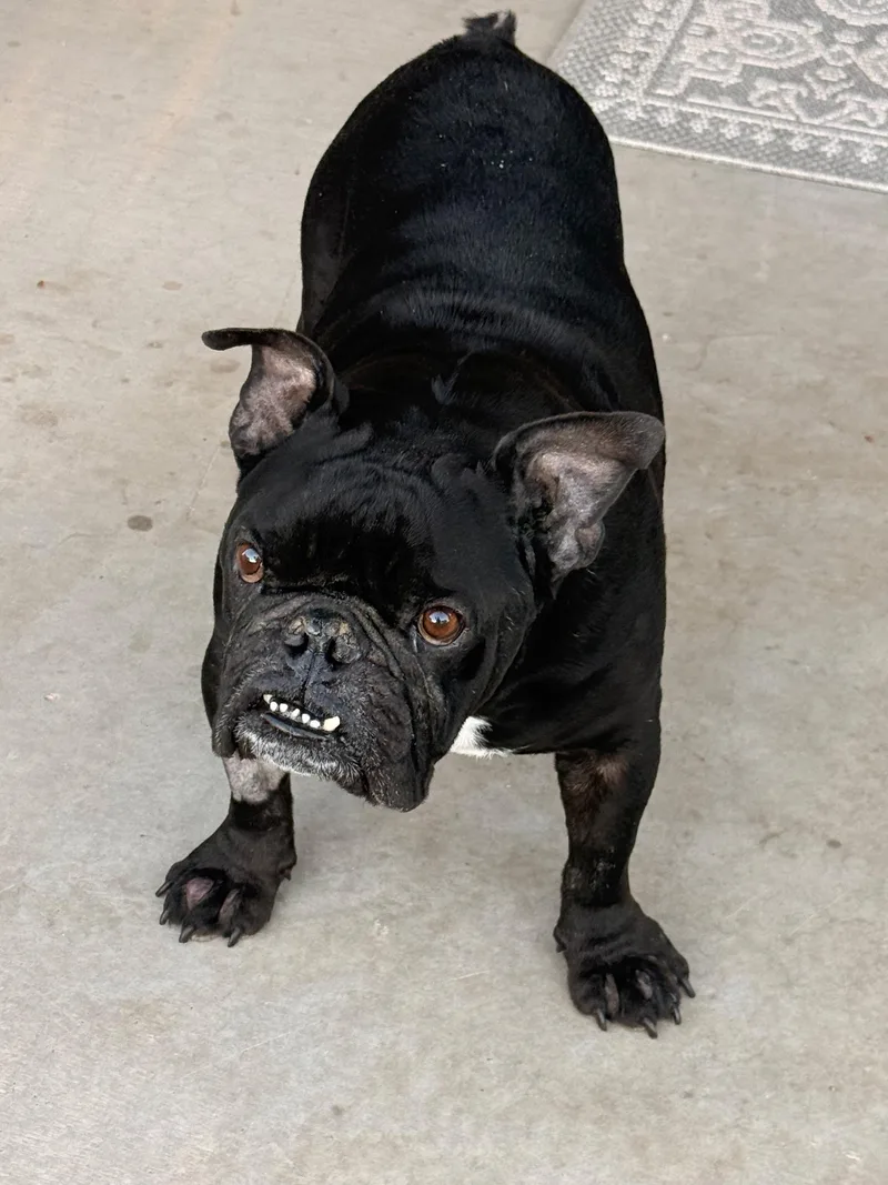 An adult medium-sized male English Bulldog dog named Griffey for adoption in Buckeye, AZ