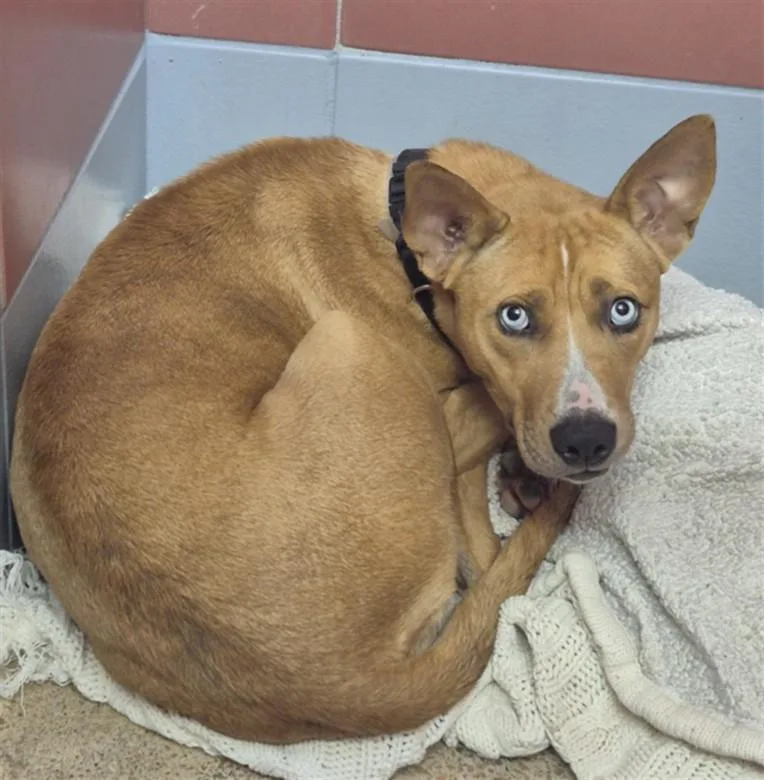 A young medium-sized female German Shepherd Dog dog named A for adoption in Houston, TX